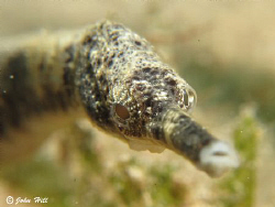 These common pipefish usually turn away when you get clos... by John Hill 